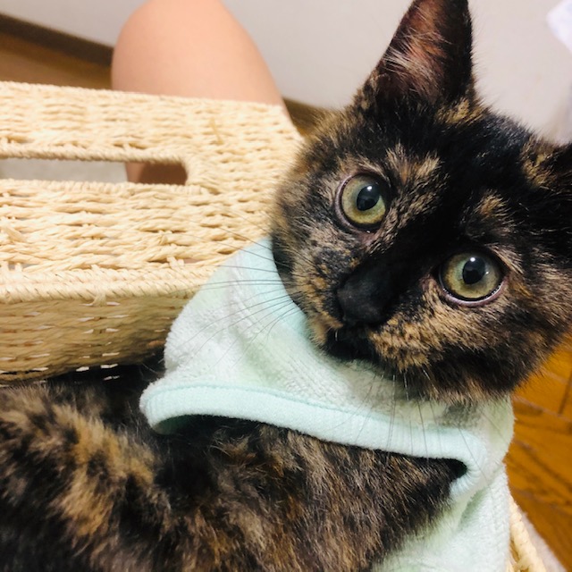 f:id:choco116choco:20200124153040j:plain f:id:choco116choco:20200124153040j:plain