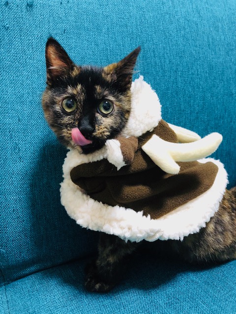 f:id:choco116choco:20200127143314j:plain f:id:choco116choco:20200127143314j:plain