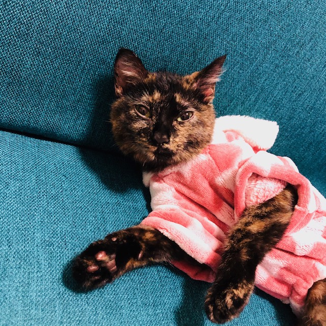 f:id:choco116choco:20200207200924j:plain f:id:choco116choco:20200207200924j:plain