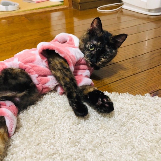 f:id:choco116choco:20200207201024j:plain f:id:choco116choco:20200207201024j:plain