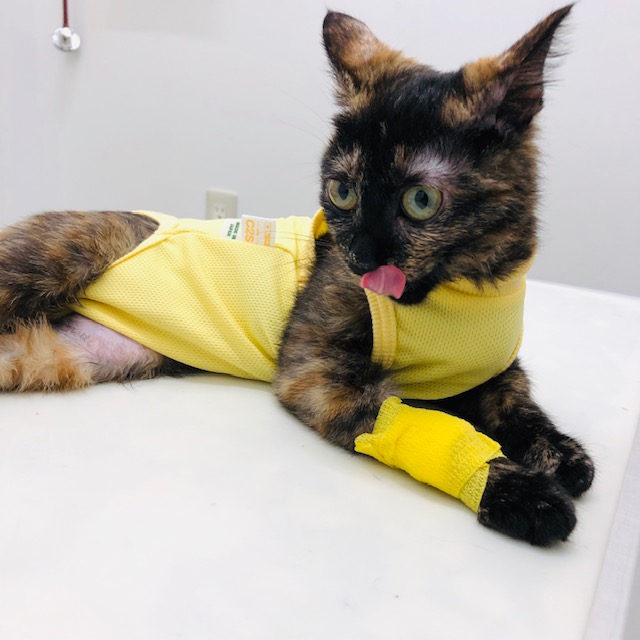 f:id:choco116choco:20200216181502j:plain f:id:choco116choco:20200216181502j:plain