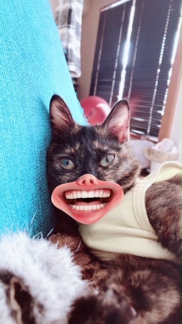 f:id:choco116choco:20200217101028j:plain