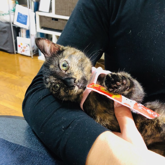 f:id:choco116choco:20200220090320j:plain f:id:choco116choco:20200220090320j:plain