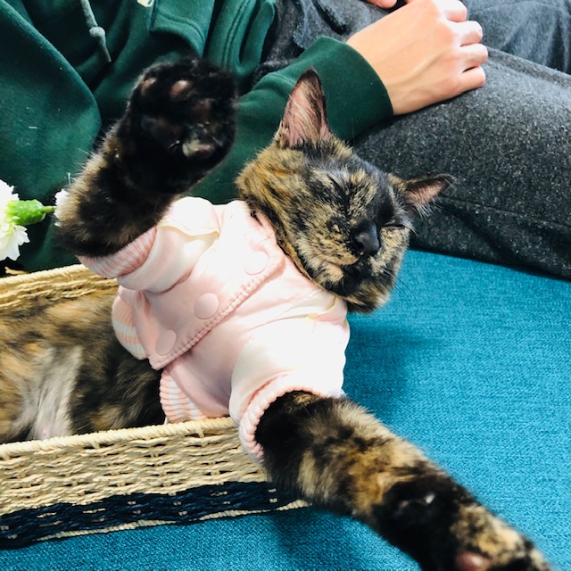 f:id:choco116choco:20200319075023j:plain f:id:choco116choco:20200319075023j:plain