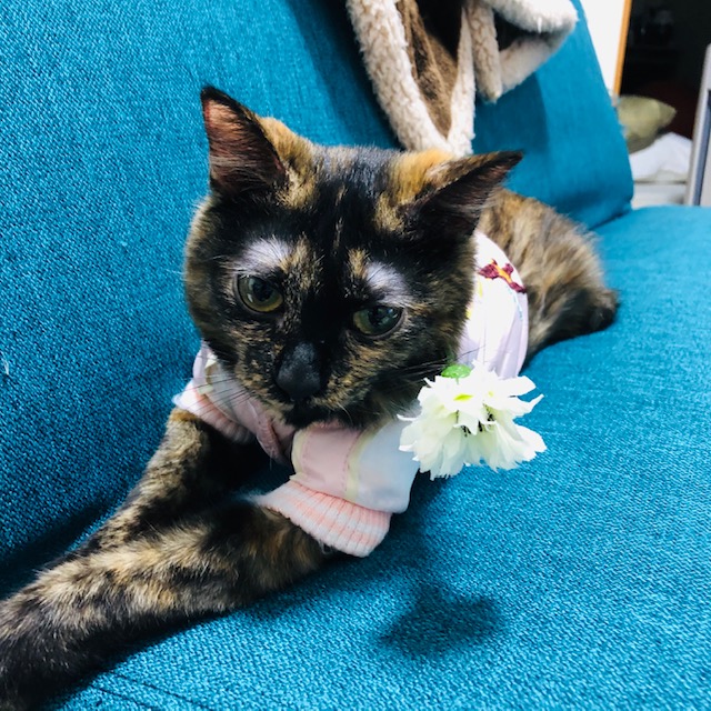 f:id:choco116choco:20200319075145j:plain f:id:choco116choco:20200319075145j:plain