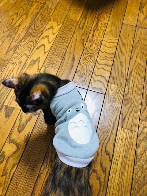 f:id:choco116choco:20200319080643j:plain f:id:choco116choco:20200319080643j:plain