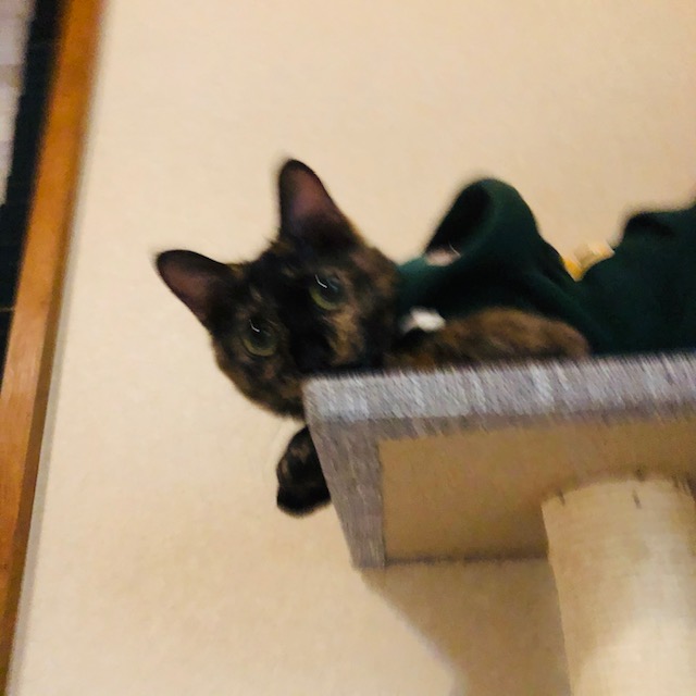 f:id:choco116choco:20200324101947j:plain f:id:choco116choco:20200324101947j:plain