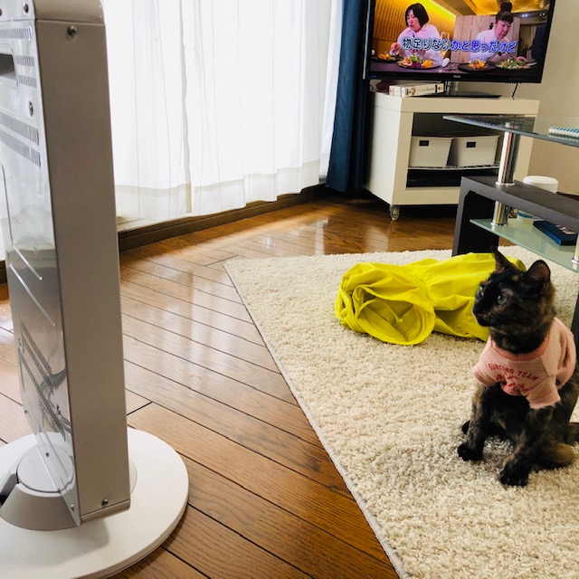 f:id:choco116choco:20200331081539j:plain