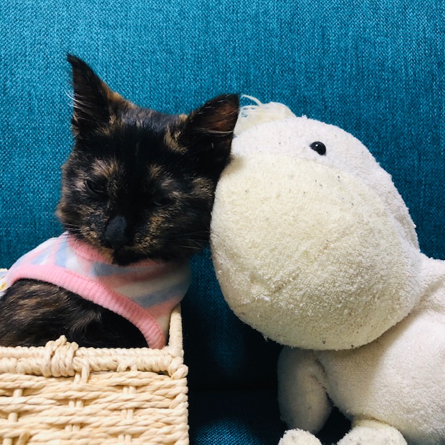 f:id:choco116choco:20200401094509j:plain f:id:choco116choco:20200401094509j:plain