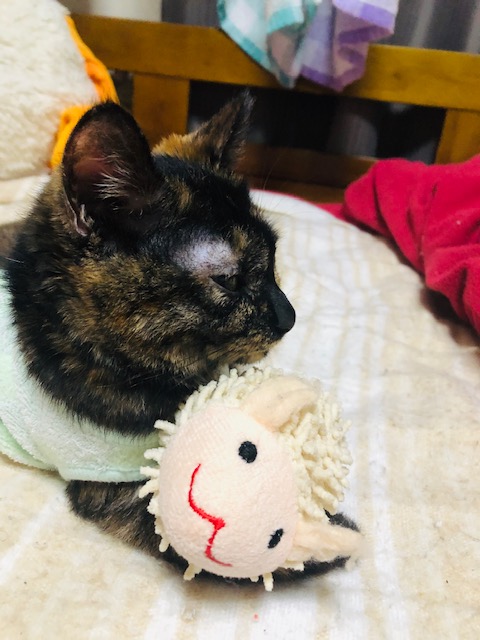 f:id:choco116choco:20200410080625j:plain