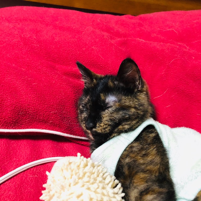 f:id:choco116choco:20200410081250j:plain