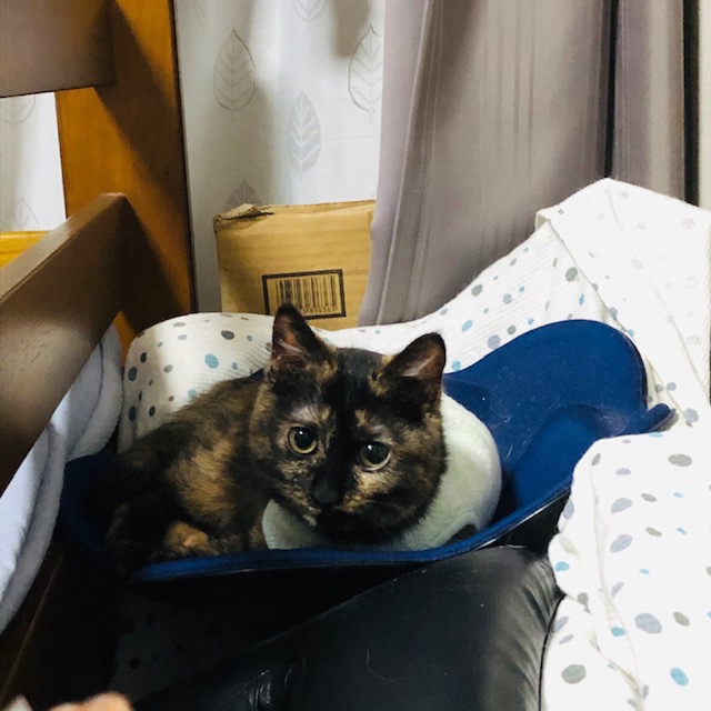 f:id:choco116choco:20200410081355j:plain