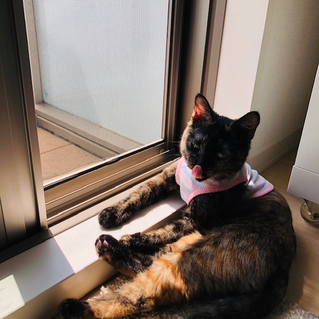 f:id:choco116choco:20200420100009j:plain