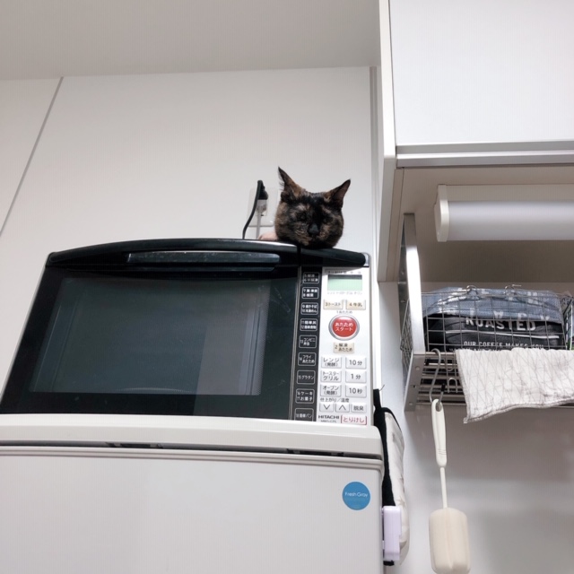 f:id:choco116choco:20200420100226j:plain