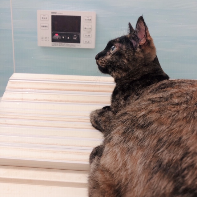 f:id:choco116choco:20200420100444j:plain