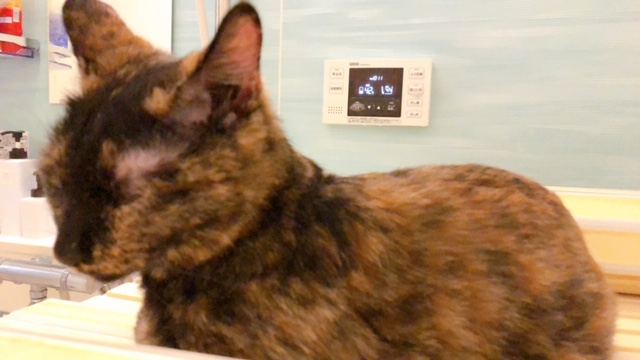 f:id:choco116choco:20200421103509j:plain