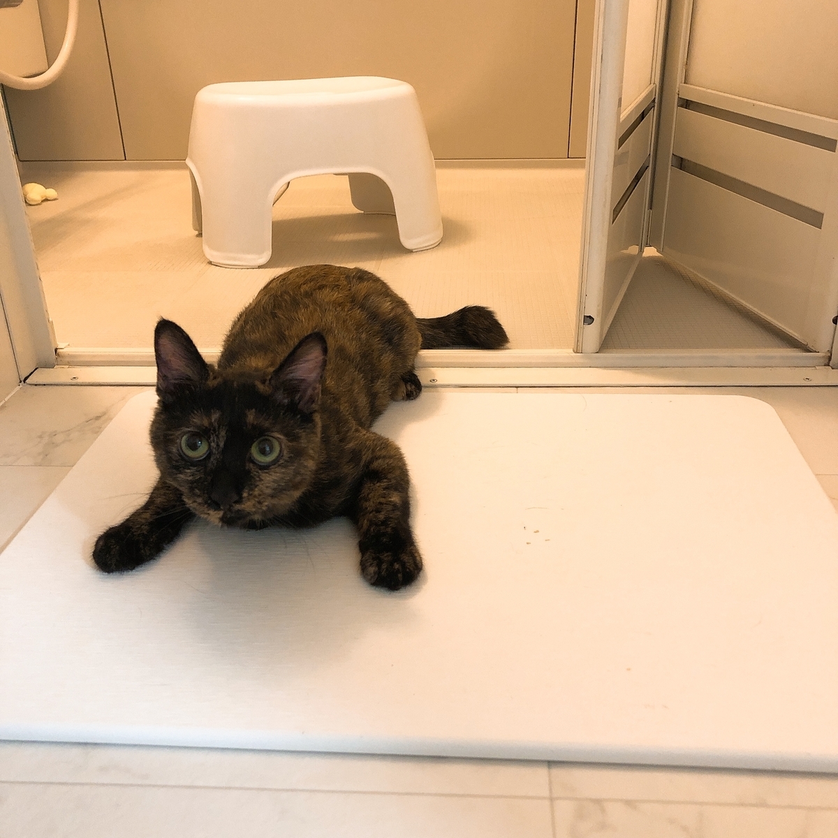 f:id:choco116choco:20200504091158j:plain