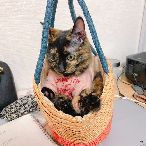 f:id:choco116choco:20200512091041j:plain f:id:choco116choco:20200512091041j:plain