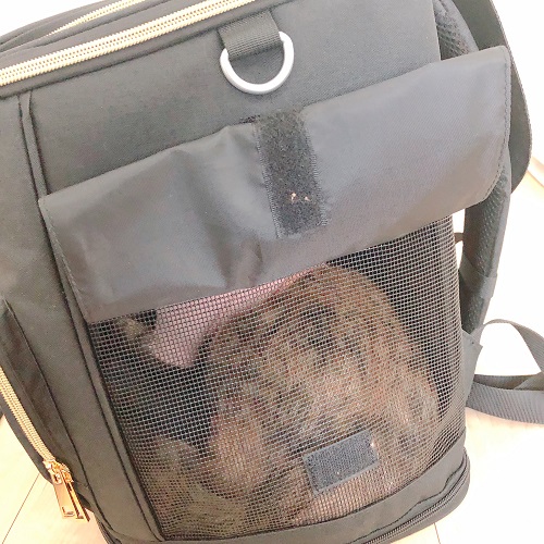 f:id:choco116choco:20200513093532j:plain