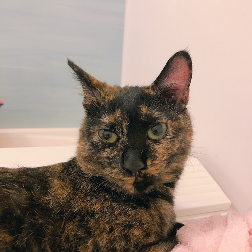 f:id:choco116choco:20200521095635j:plain f:id:choco116choco:20200521095635j:plain