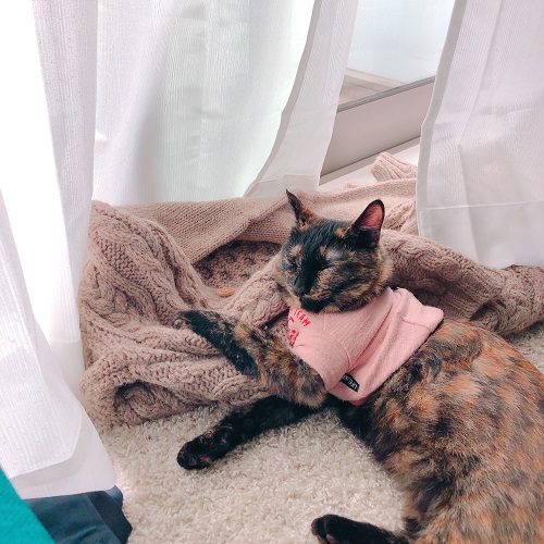 f:id:choco116choco:20200522101524j:plain