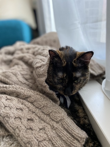 f:id:choco116choco:20200601082742j:plain