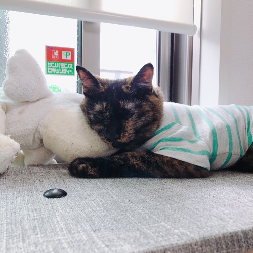 f:id:choco116choco:20200610080422j:plain f:id:choco116choco:20200610080422j:plain