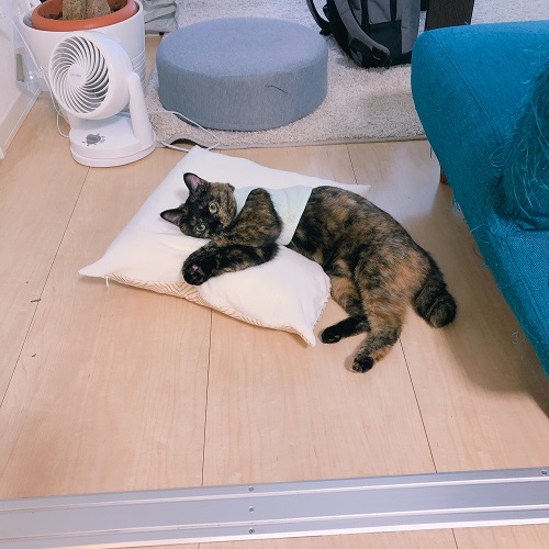 f:id:choco116choco:20200615075148j:plain f:id:choco116choco:20200615075148j:plain