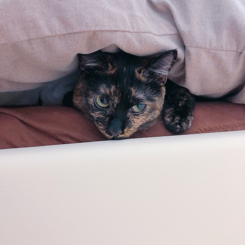 f:id:choco116choco:20200619101832j:plain