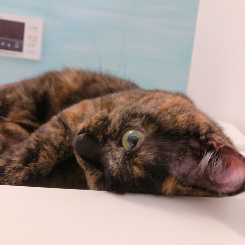 f:id:choco116choco:20200629080438j:plain f:id:choco116choco:20200629080438j:plain