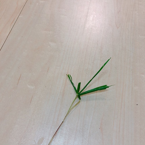 f:id:choco116choco:20200706072139j:plain f:id:choco116choco:20200706072139j:plain