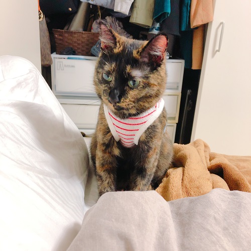 f:id:choco116choco:20200715073602j:plain f:id:choco116choco:20200715073602j:plain