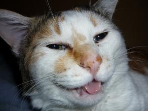 f:id:choco116choco:20200715081632j:plain f:id:choco116choco:20200715081632j:plain