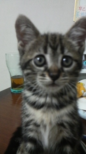 f:id:choco116choco:20200715082116j:plain f:id:choco116choco:20200715082116j:plain