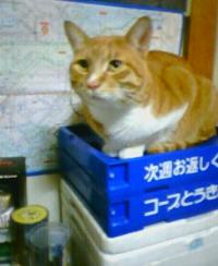 f:id:choco116choco:20200715082640j:plain f:id:choco116choco:20200715082640j:plain