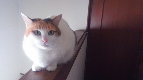 f:id:choco116choco:20200715083107j:plain f:id:choco116choco:20200715083107j:plain