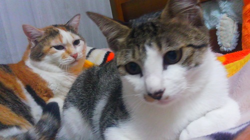 f:id:choco116choco:20200715083258j:plain f:id:choco116choco:20200715083258j:plain