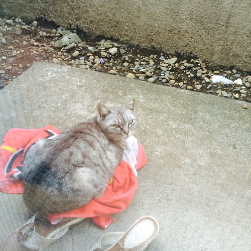 f:id:choco116choco:20200715083534j:plain f:id:choco116choco:20200715083534j:plain