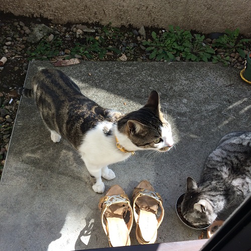 f:id:choco116choco:20200715083958j:plain f:id:choco116choco:20200715083958j:plain