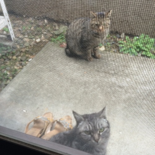 f:id:choco116choco:20200715084112j:plain f:id:choco116choco:20200715084112j:plain