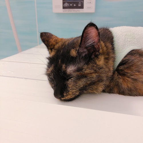 f:id:choco116choco:20200717095459j:plain f:id:choco116choco:20200717095459j:plain