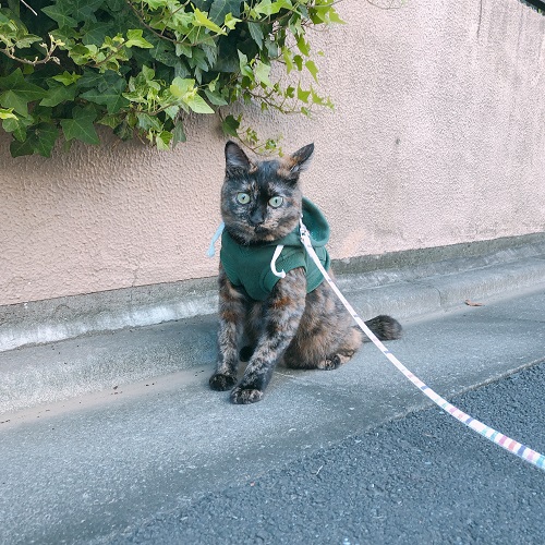 f:id:choco116choco:20200720083635j:plain f:id:choco116choco:20200720083635j:plain