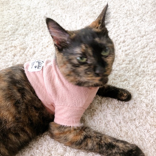 f:id:choco116choco:20200724100228j:plain f:id:choco116choco:20200724100228j:plain