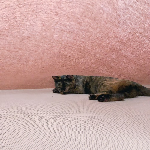 f:id:choco116choco:20200729084924j:plain f:id:choco116choco:20200729084924j:plain