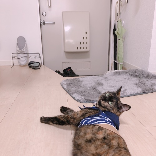 f:id:choco116choco:20200803080314j:plain