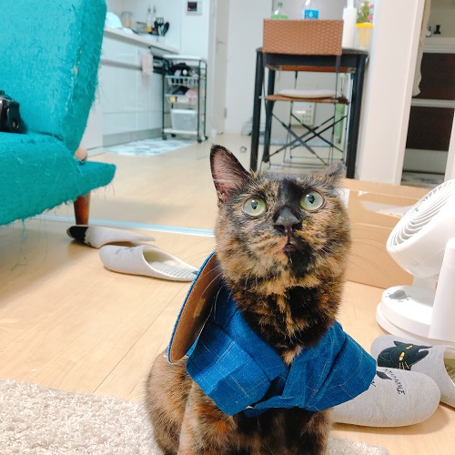 f:id:choco116choco:20200807090539j:plain