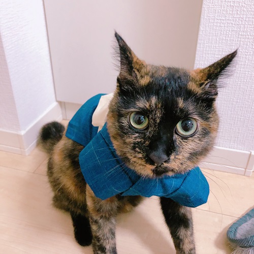 f:id:choco116choco:20200807090714j:plain