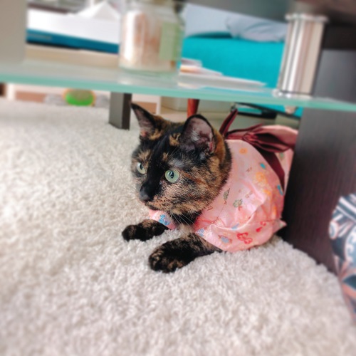 f:id:choco116choco:20200807091501j:plain