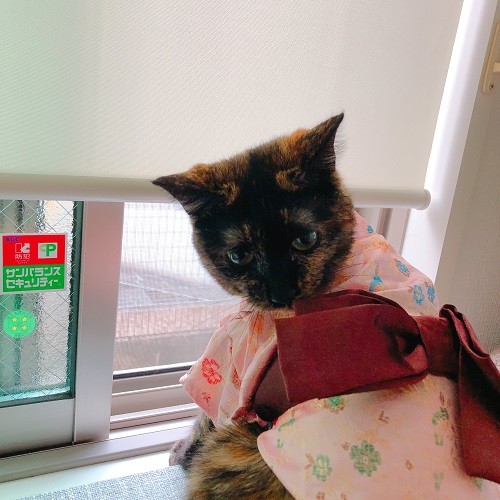 f:id:choco116choco:20200807091921j:plain