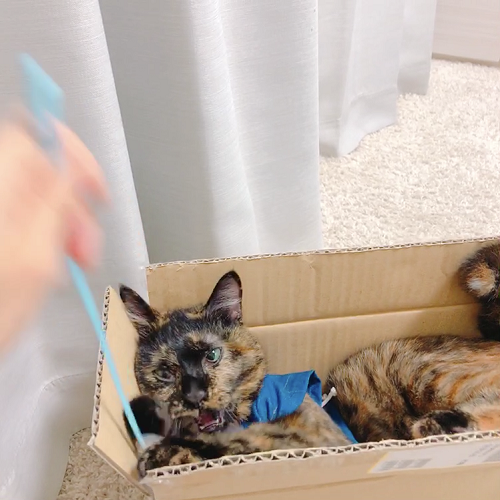 f:id:choco116choco:20200807093820p:plain